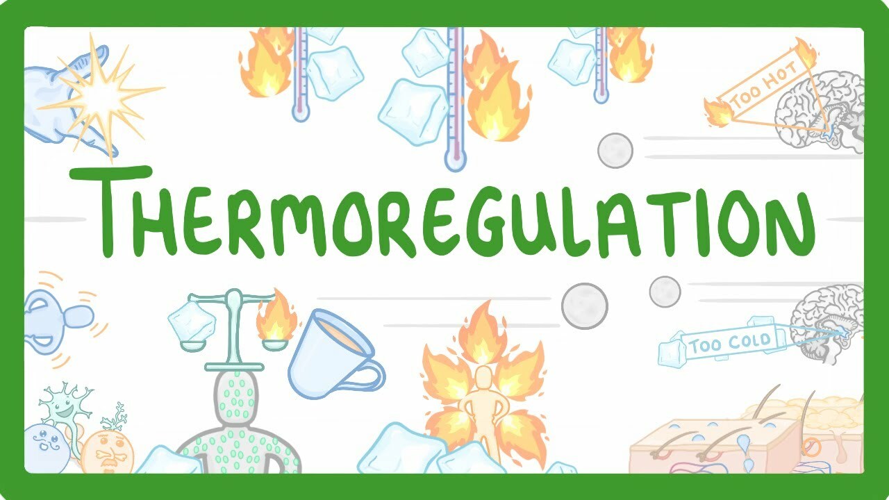 GCSE Biology - How We Control Our Body Temperature #55